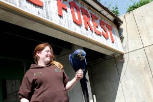 Franklin Park zookeeper Kerri Vitale, originally from Dorchester, greeted zoo visitors along with Azul, a hyacinth macaw, on Tuesday. Photo by Michael Caprio